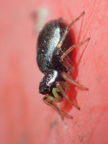Heliophanus (cupreus-dampfi)